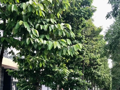 Dịch vụ Cắt tỉa cây xanh, bứng cây ở Đồng Nai, HCM 1