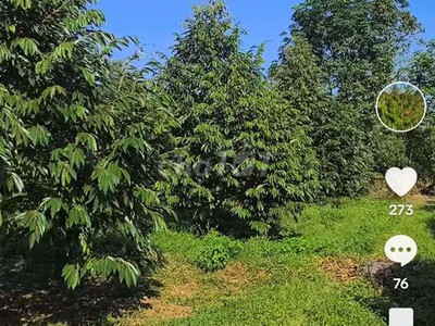 Bán đất vườn sầu riêng sẵn sổ tại vĩnh long 3