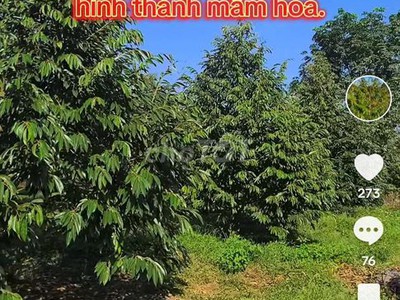 Bán đất vườn sầu riêng sẵn sổ tại vĩnh long 2