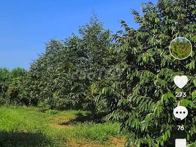 Bán đất vườn sầu riêng sẵn sổ tại vĩnh long 1
