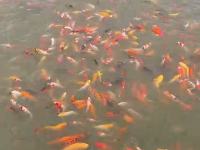 Bán đất bắc sơn trảng bom kinh doanh ăn uống hồ câu cá gần giáo xứ bùi đệ 0