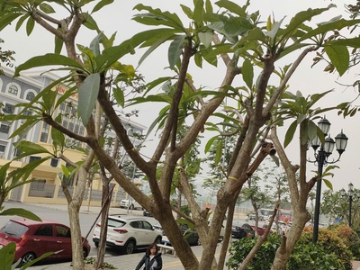 Cho thuê gấp lâu dài căn hộ 82m, tầng 23, 15tr/th trần thủ độ, hoàng mai. 2