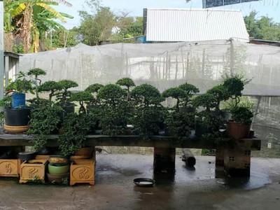 Đất vườn hxt 722m2, nở hậu   xuân thới thượng 2 hm 2