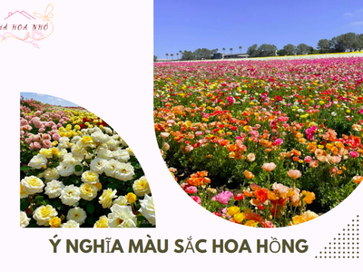 Ý nghĩa hoa hồng trong cuộc sống 1