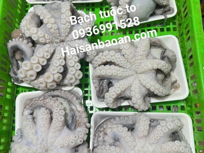 Nơi bán bạch tuộc tươi ngon giá tốt 0