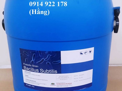 Bacillus Subtilis, sản xuất thức ăn chăn nuôi, bổ sung hệ vi sinh đường ruột cho vật nuôi 0