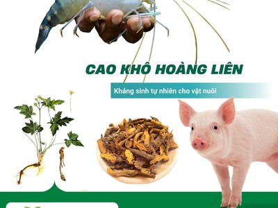 Cao khô Hoàng liên - Kháng sinh tự nhiên cho vật nuôi 0
