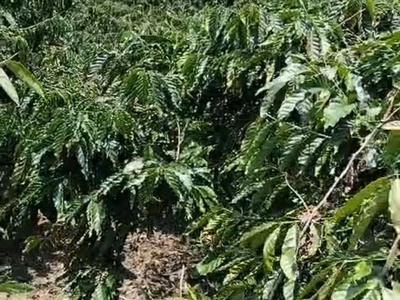 Chính chủ cần bán gấp lô đất có vị trí đẹp tân thanh  - huyện lâm hà   - tỉnh lâm đồng 0