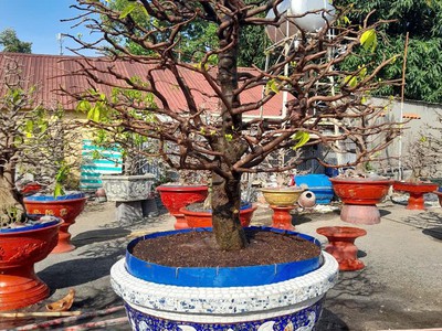 Nghệ nhân dán miễng sành sứ - ốp sành - chuyên chậu hoa - bể cá cảnh 2