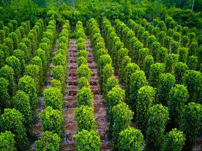 Khám Phá Phú Quốc 2
