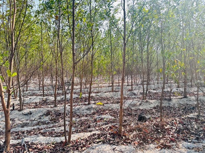 Bán 1000m2 đất tân bình, lagi giá rẻ chỉ 1 tỷ, sổ riêng gần phạm thế hiển 1