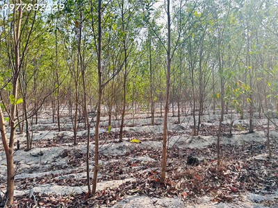 Bán 1000m2 đất tân bình, lagi giá rẻ chỉ 1 tỷ, sổ riêng gần phạm thế hiển 3