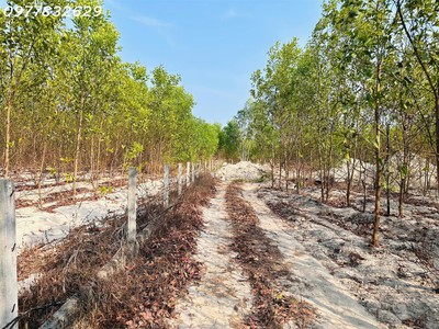 Bán 1000m2 đất tân bình, lagi giá rẻ chỉ 1 tỷ, sổ riêng gần phạm thế hiển 2