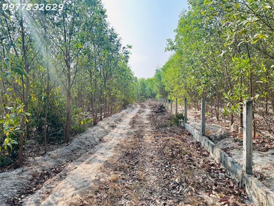 Bán 1000m2 đất tân bình, lagi giá rẻ chỉ 1 tỷ, sổ riêng gần phạm thế hiển 0