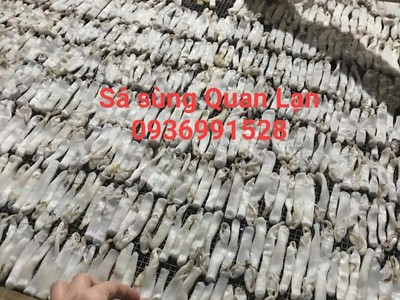 Nơi bán sá sùng tươi ngon tuyển chọn 0