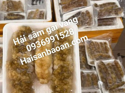 Nơi bán hải sâm gai vàng vip ngon 0