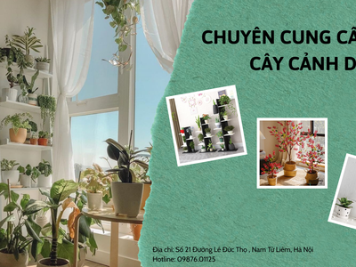 Cây Cảnh Decor - Làm đẹp không gian sống của bạn 0