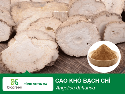 Mua Bán Cao khô Bạch chỉ giá cạnh tranh 0