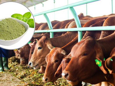Cung cấp Cao khô Húng chanh trong Chăn nuôi thú y 0