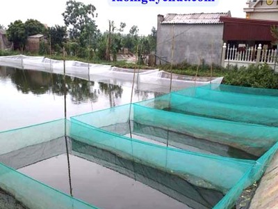 Vó lưới cất cá nguyễn út 2