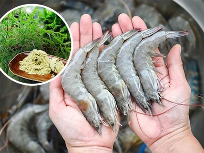Mua bán Cao khô đinh lăng trong Nuôi trồng thủy sản 0