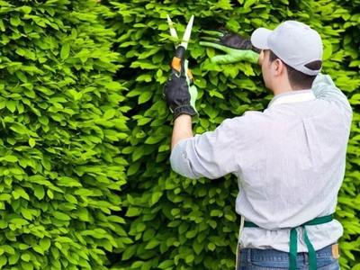 Dịch vụ cắt tỉa cây xanh tại Đồng Nai, TP HCM, BRVT nhanh, giá rẻ 0