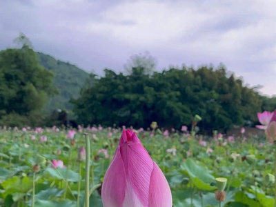Cần bán lô đất view hồ sen tại xã Vạn Hưng tỉnh Khánh Hoà 5
