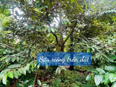 Ea hding- cư mgar- đắk lắk dt 10 50 m đất đỏ bazan trên đất full trái cây tiêu cho thu đường oto 3