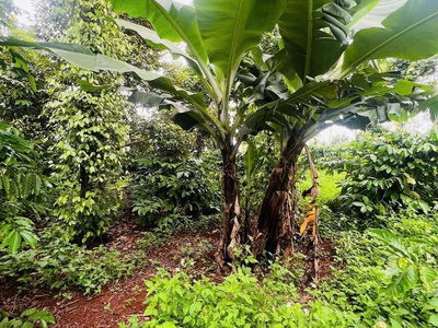 Ea hding- cư mgar- đắk lắk dt 10 50 m đất đỏ bazan trên đất full trái cây tiêu cho thu đường oto 4