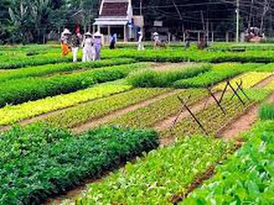 Bán lô đất siêu đẹp, view lúa hiếm có  khu Trà Quế, Hội An. 2