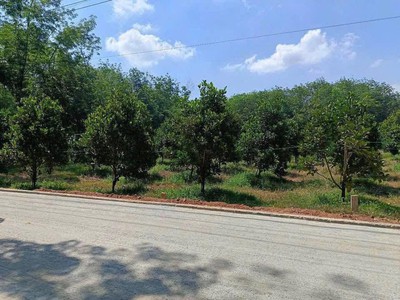  bán vườn mít đang thu hoạch   đất đã có rào kiên cố bao quanh, an toàn và gọn gàng. 1