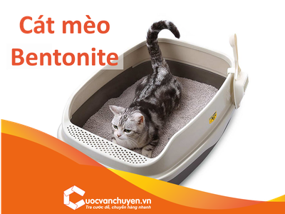 Hướng dẫn các thủ tục nhập khẩu Cát Mèo Bentonite 0
