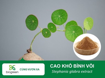 Cung cấp Cao khô Bình vôi hàng chất lượng cao giá tốt 0