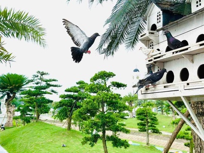 Chính chủ cần bán lô sh 01.32   danko avenue, phường sông công, thái nguyên 0