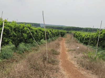 Bán 7ha- Đất đang trồng cam, chanh, bưởi , thu hoạch được 4 mùa- gần Hồ Thuỷ Điện Trị An - Đồng Nai 4