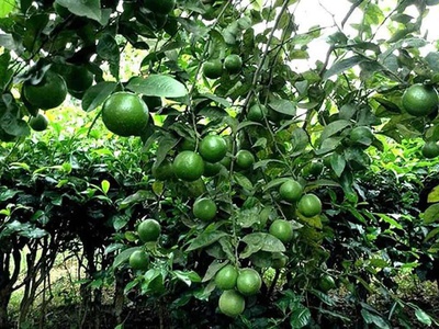 Bán 7ha- Đất đang trồng cam, chanh, bưởi , thu hoạch được 4 mùa- gần Hồ Thuỷ Điện Trị An - Đồng Nai 2