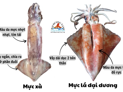 Cách phân biệt mực lá đại dương và mực xà 0