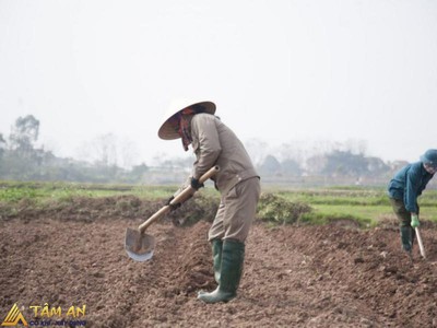 Cải tạo khu vườn trồng rau: Biến không gian xanh trở nên bền vững và sáng tạo 0