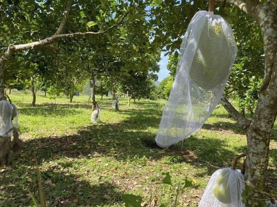  bán gấp lô đất giá chỉ 290 triệu  0