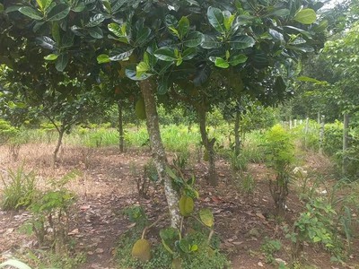  bán gấp lô đất giá chỉ 290 triệu  1