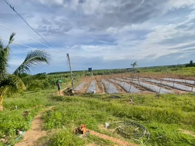 Bán 2.4 hecta đất tân hải - tx lagi giá ngộp 120  triệu/ sào 4