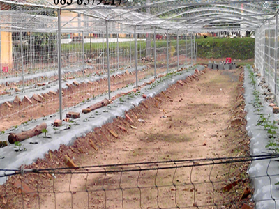 Lưới trồng cây dây leo nguyễn út 2