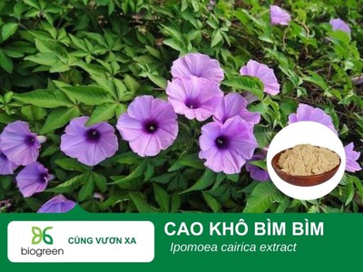 Cung cấp Cao khô Bìm bìm hàng chất lượng cao giá tốt 0