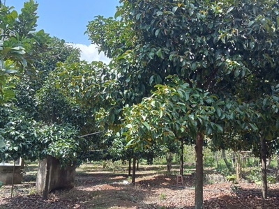 1.9 mẫu 300tc 395m mt đường bê tông có nhà vườn trái cây view suối. 1