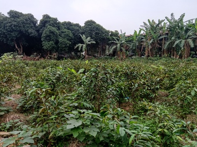 Cho thuê hơn 2ha đất trang trại, kho xưởng, du lịch gần hồ Kỳ Viên xã Trần Phú, Chương Mỹ, Hà Nội. 14