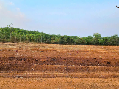 Đất ấp 54, lộc an, lộc ninh, bình phước   pháp lý chuẩn, giá tốt 1