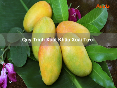 Quy Trình Xuất Khẩu Xoài Tươi 0