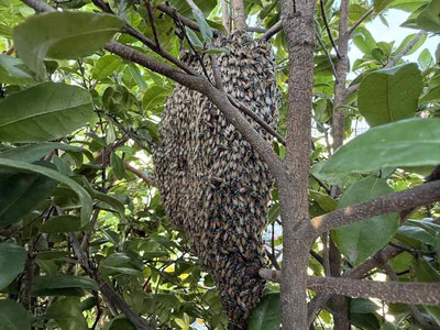 Bán nhà đường 3/2 , p12- xe hơi đậu cửa - khu phân lô -sổ vuông đẹp - 5 tấm hc đủ- 4pn . mt 8 4