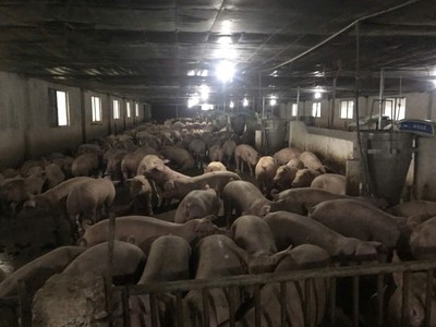 Trang trại chăn nuôi heo qui mô lớn 10 hécta giá thương lượng 155 tỷ 1