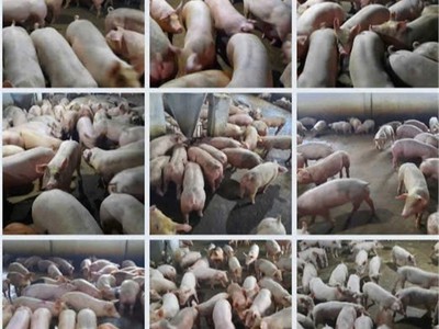 Trang trại chăn nuôi heo qui mô lớn 10 hécta giá thương lượng 155 tỷ 2